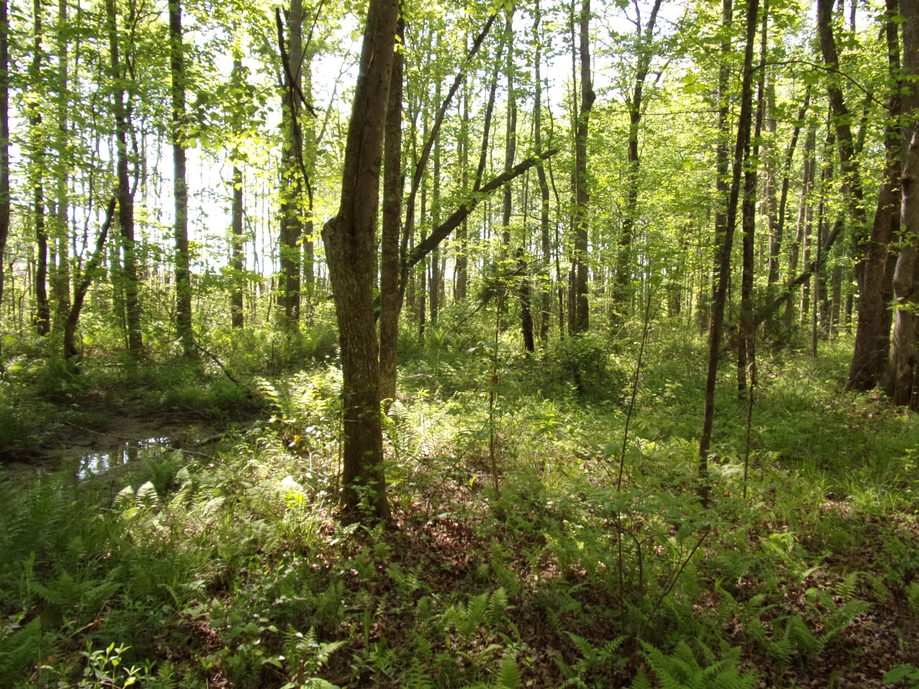 0 Mount Laurel Road Pikeville, TN 37367 - Photo 18 of 21 101_1108