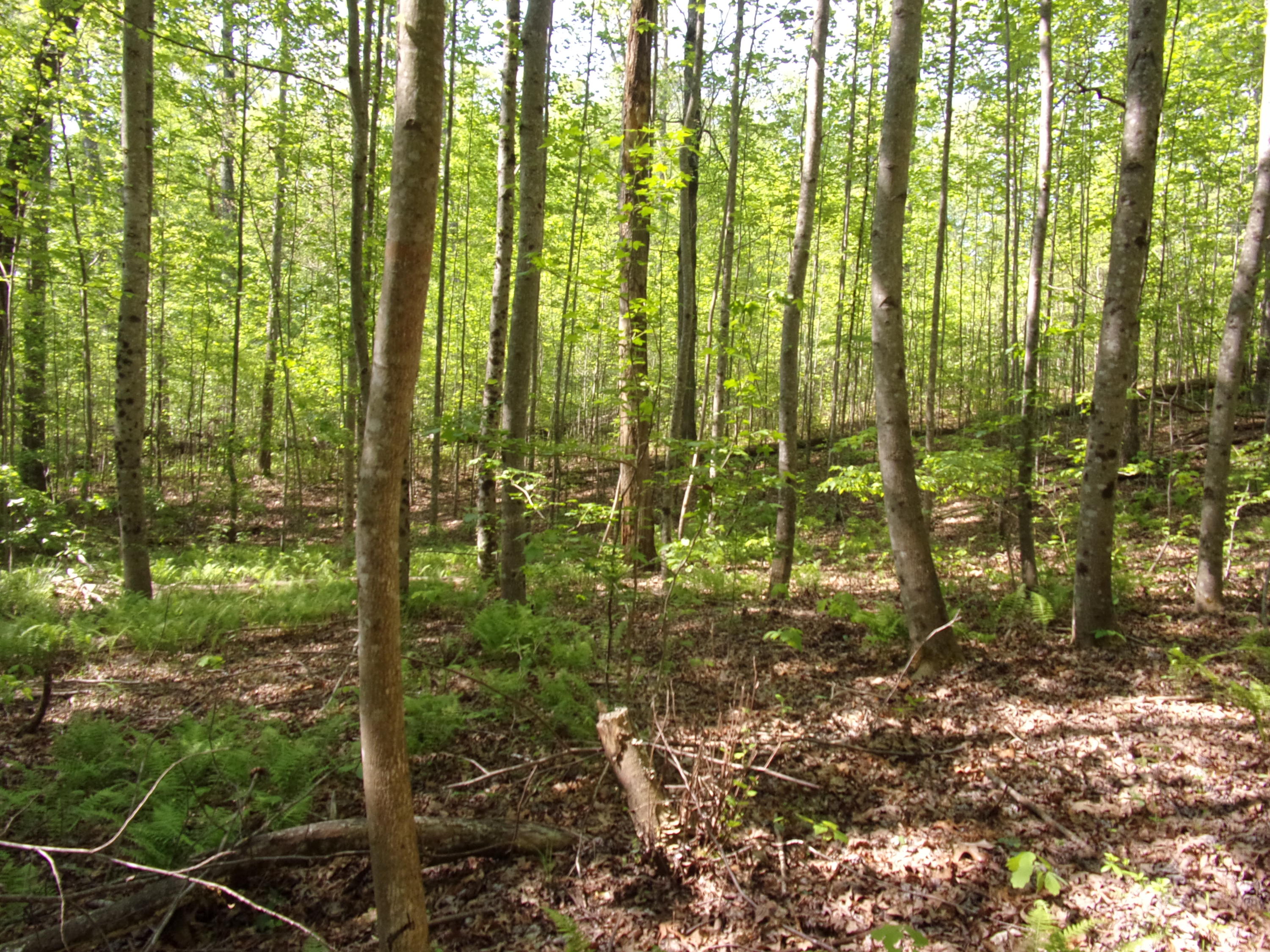 0 Mount Laurel Road Pikeville, TN 37367 - Photo 20 of 21 101_1110