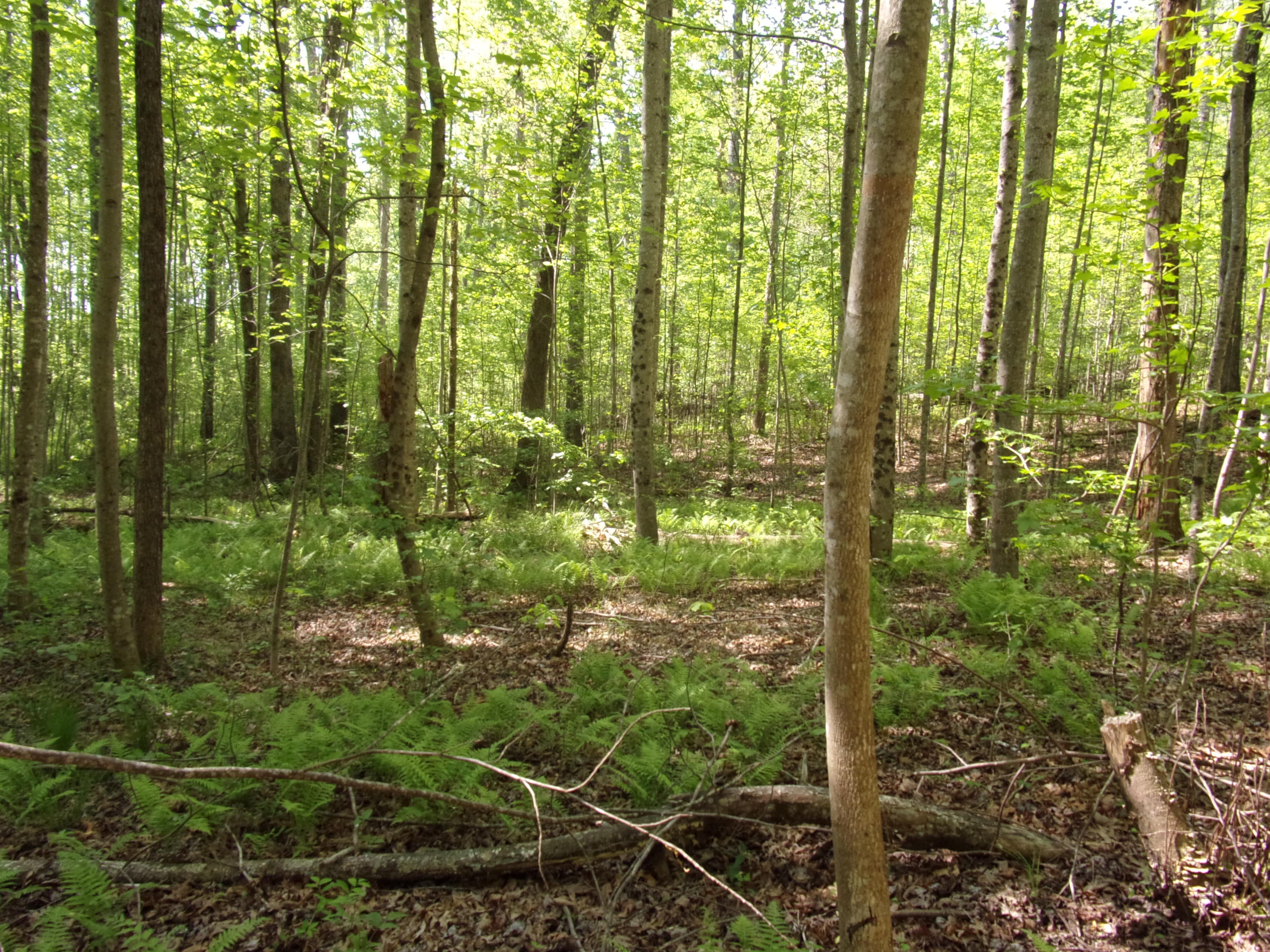 0 Mount Laurel Road Pikeville, TN 37367 - Photo 21 of 21 101_1111