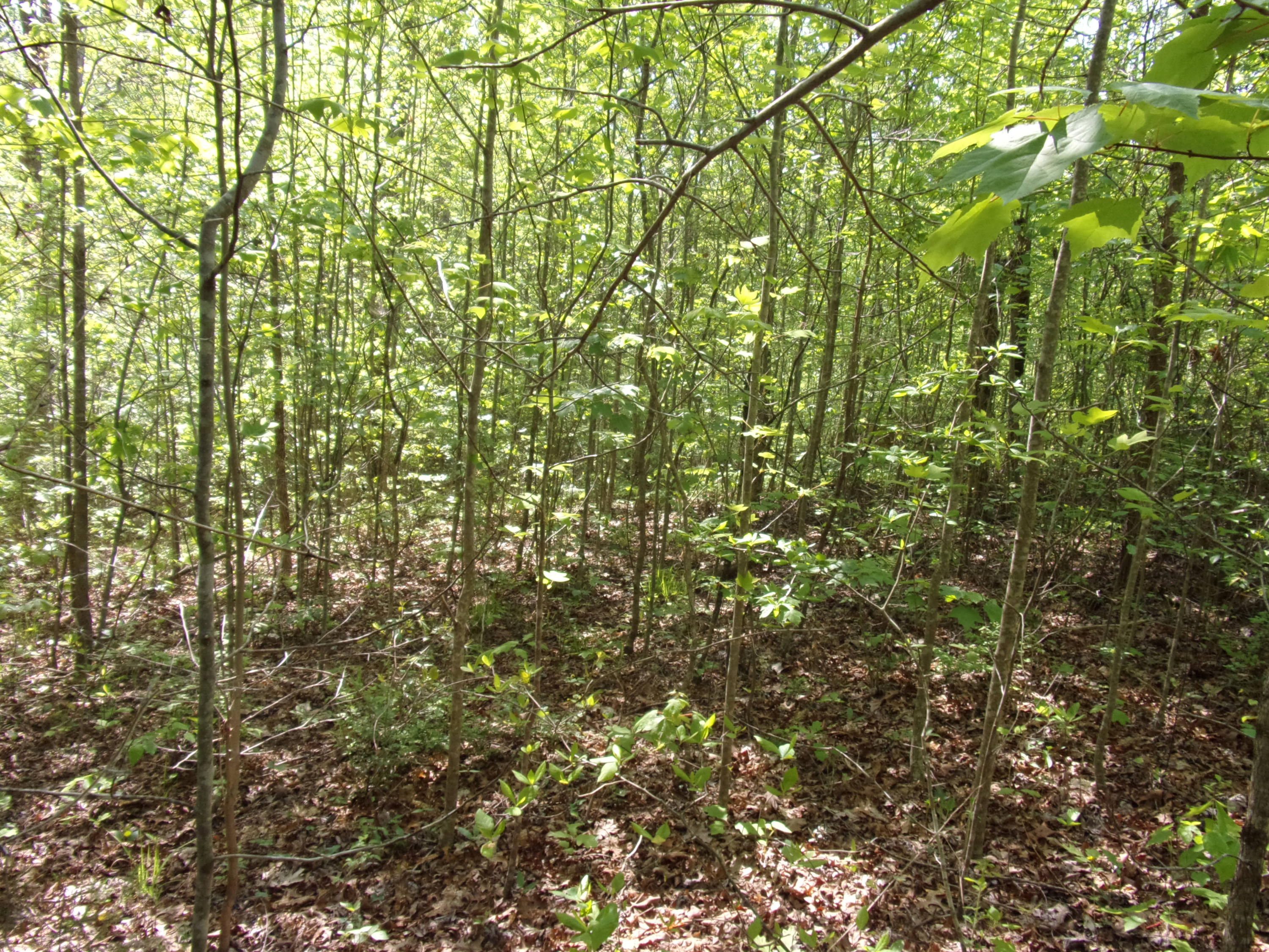 0 Mount Laurel Road Pikeville, TN 37367 - Photo 5 of 21 101_1093