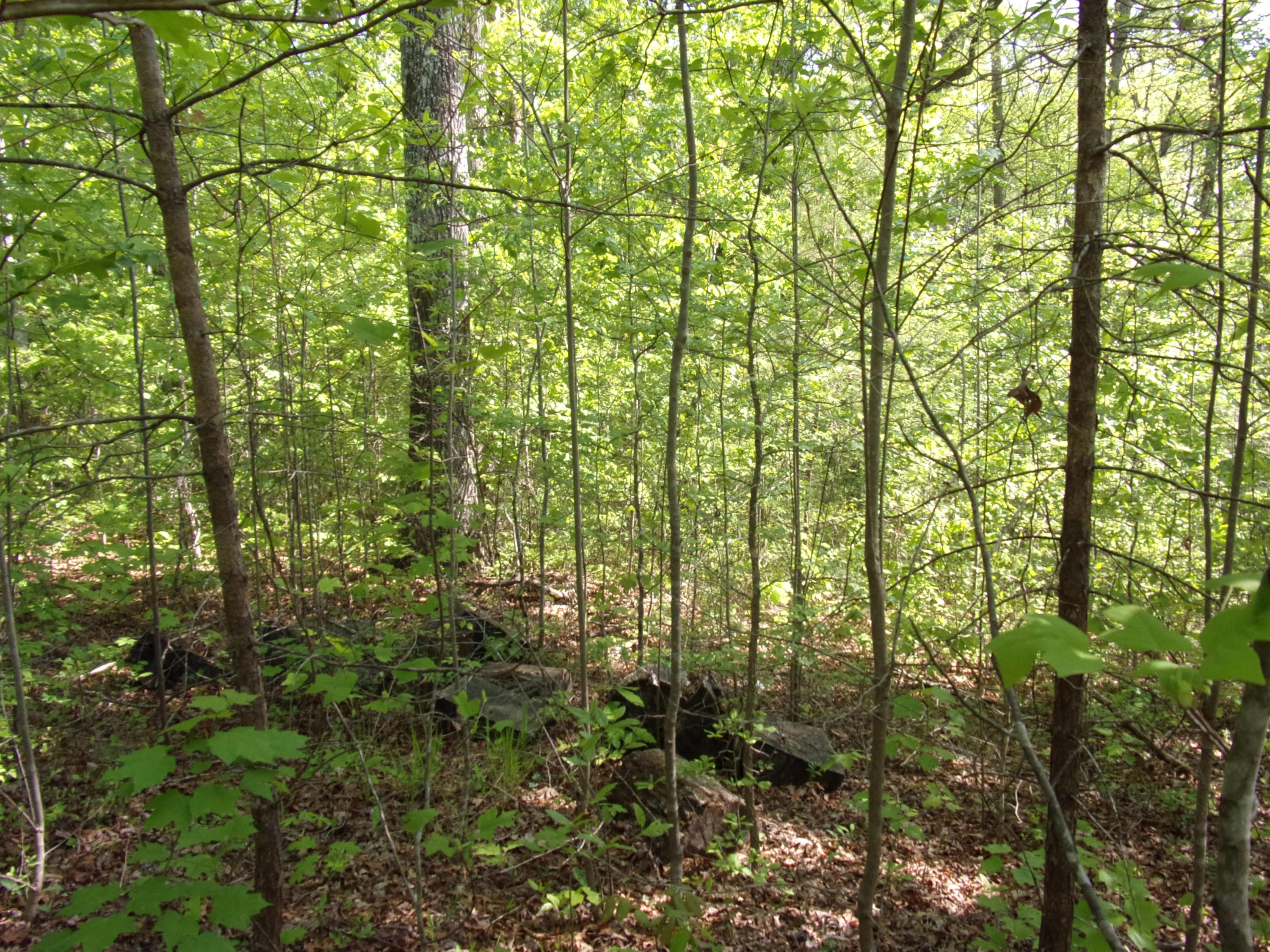 0 Mount Laurel Road Pikeville, TN 37367 - Photo 6 of 21 101_1094