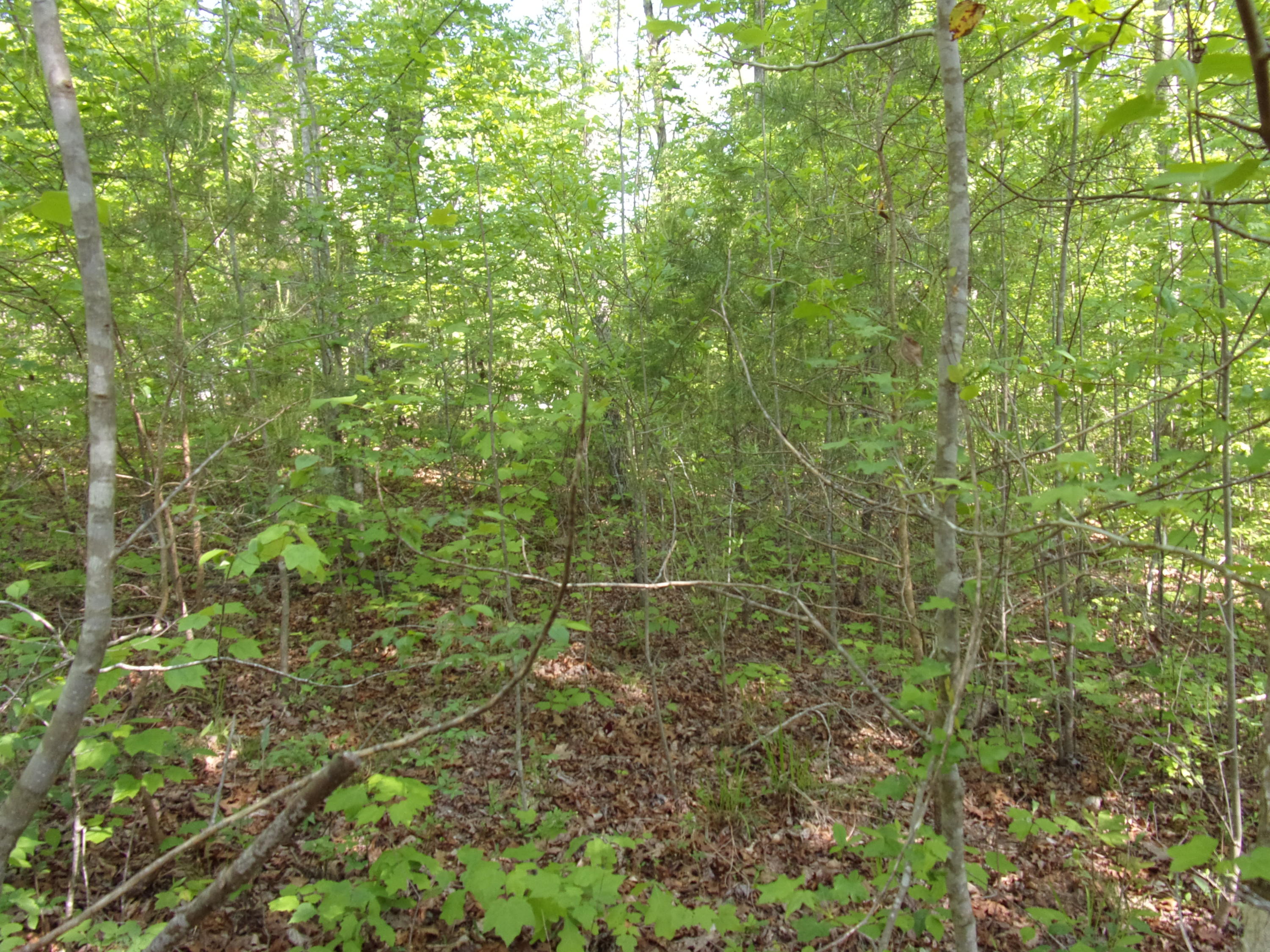 0 Mount Laurel Road Pikeville, TN 37367 - Photo 7 of 21 101_1095