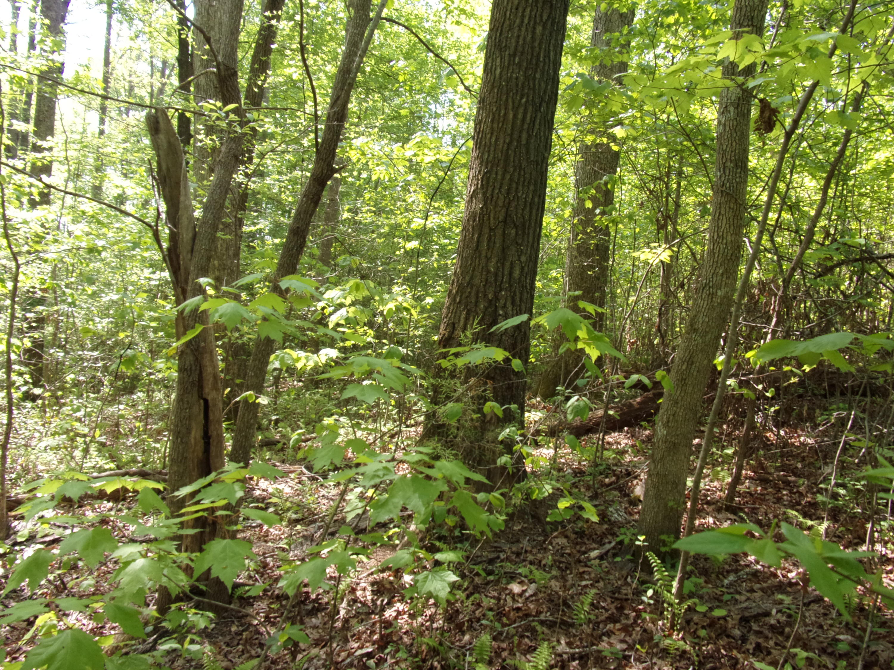 0 Mount Laurel Road Pikeville, TN 37367 - Photo 8 of 21 101_1096