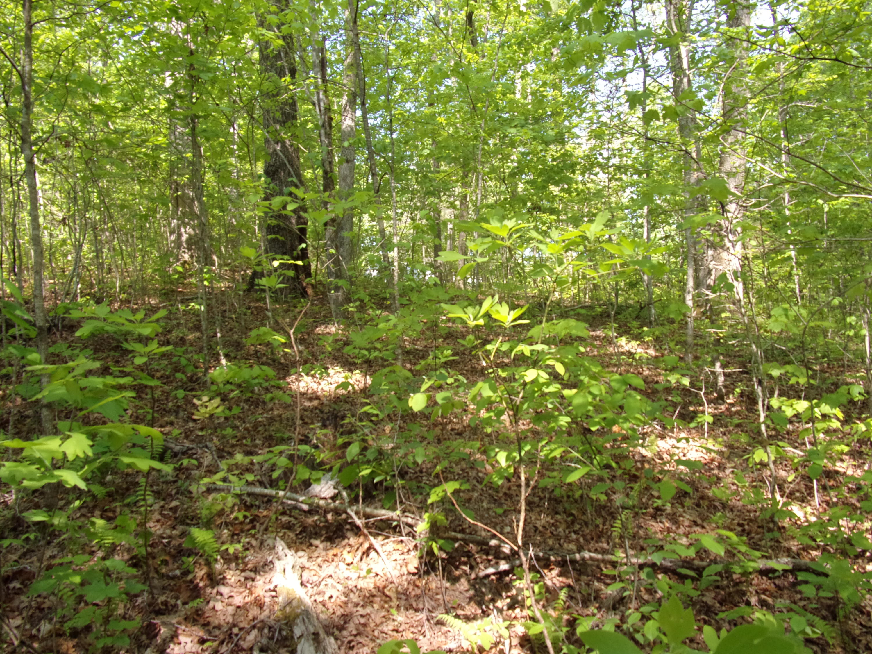 0 Mount Laurel Road Pikeville, TN 37367 - Photo 9 of 21 101_1097