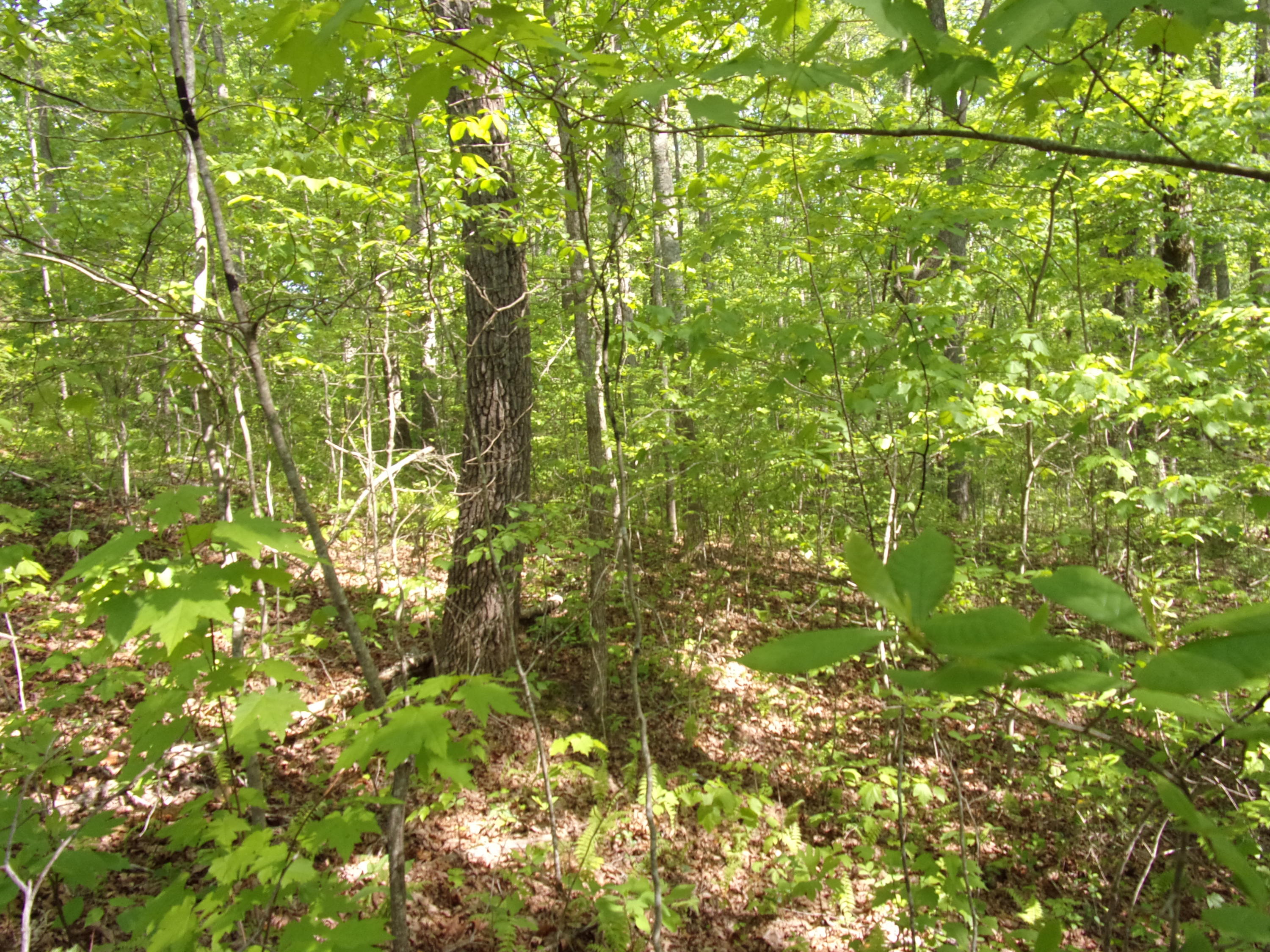 0 Mount Laurel Road Pikeville, TN 37367 - Photo 10 of 21 101_1098