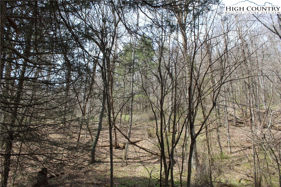 194 Highway Boone Nc 28607 Boone, NC 28607 - Photo 10 of 11 view of tree