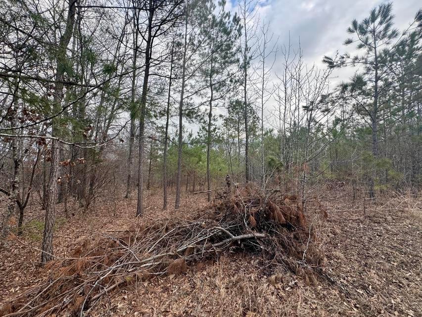 4 Sartain Road Dennis, MS 38838 - Photo 4 of 6 20250208212312643886000000-o