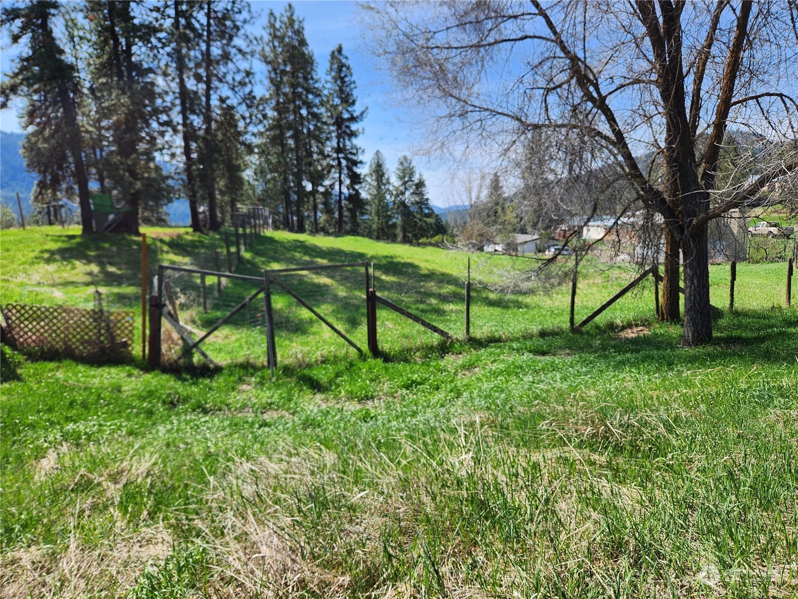 a view of a park with large trees