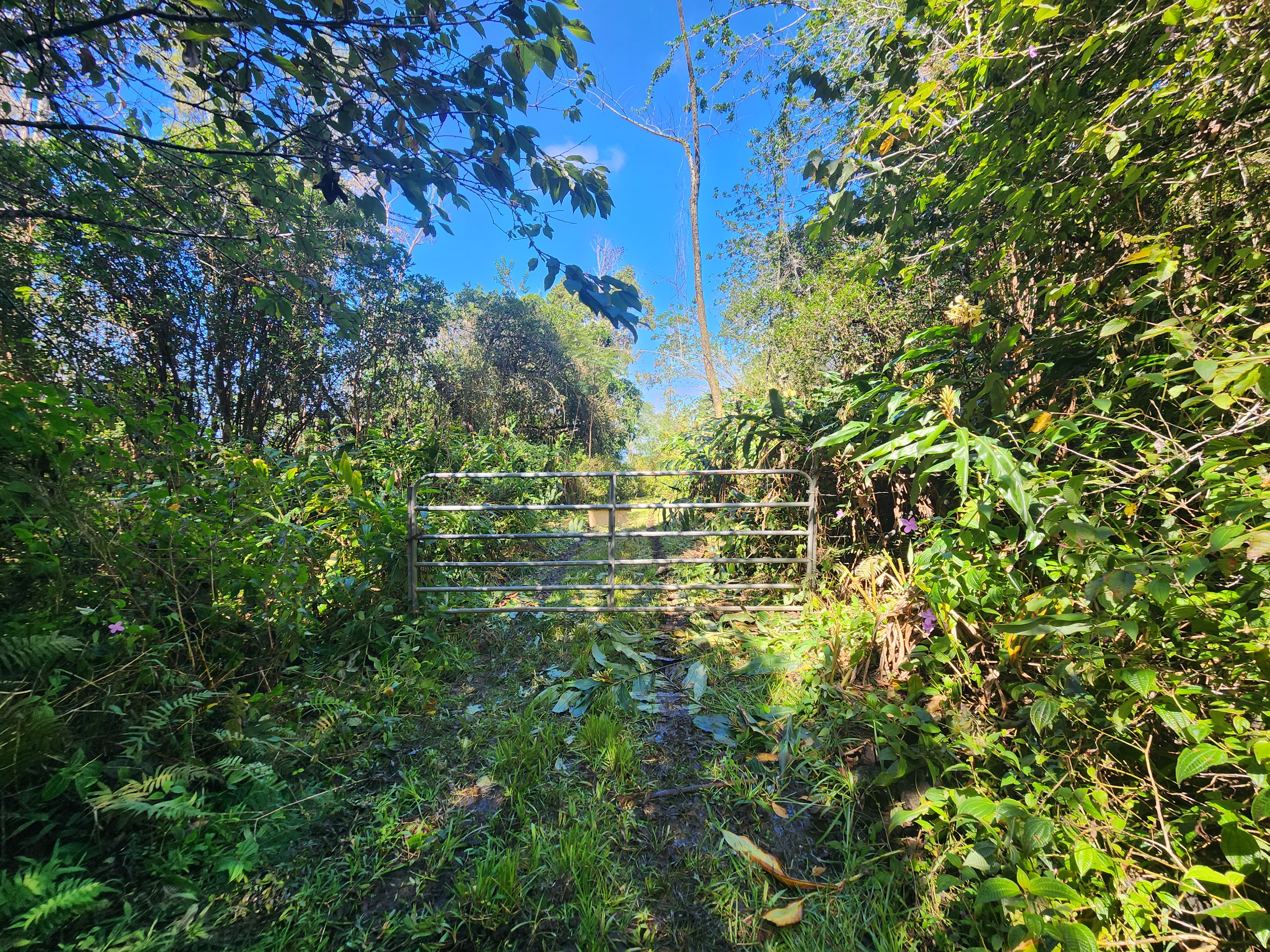 Mamalahoa Highway Captain Cook, HI 96704 - Photo 17 of 19 a close up of a tree
