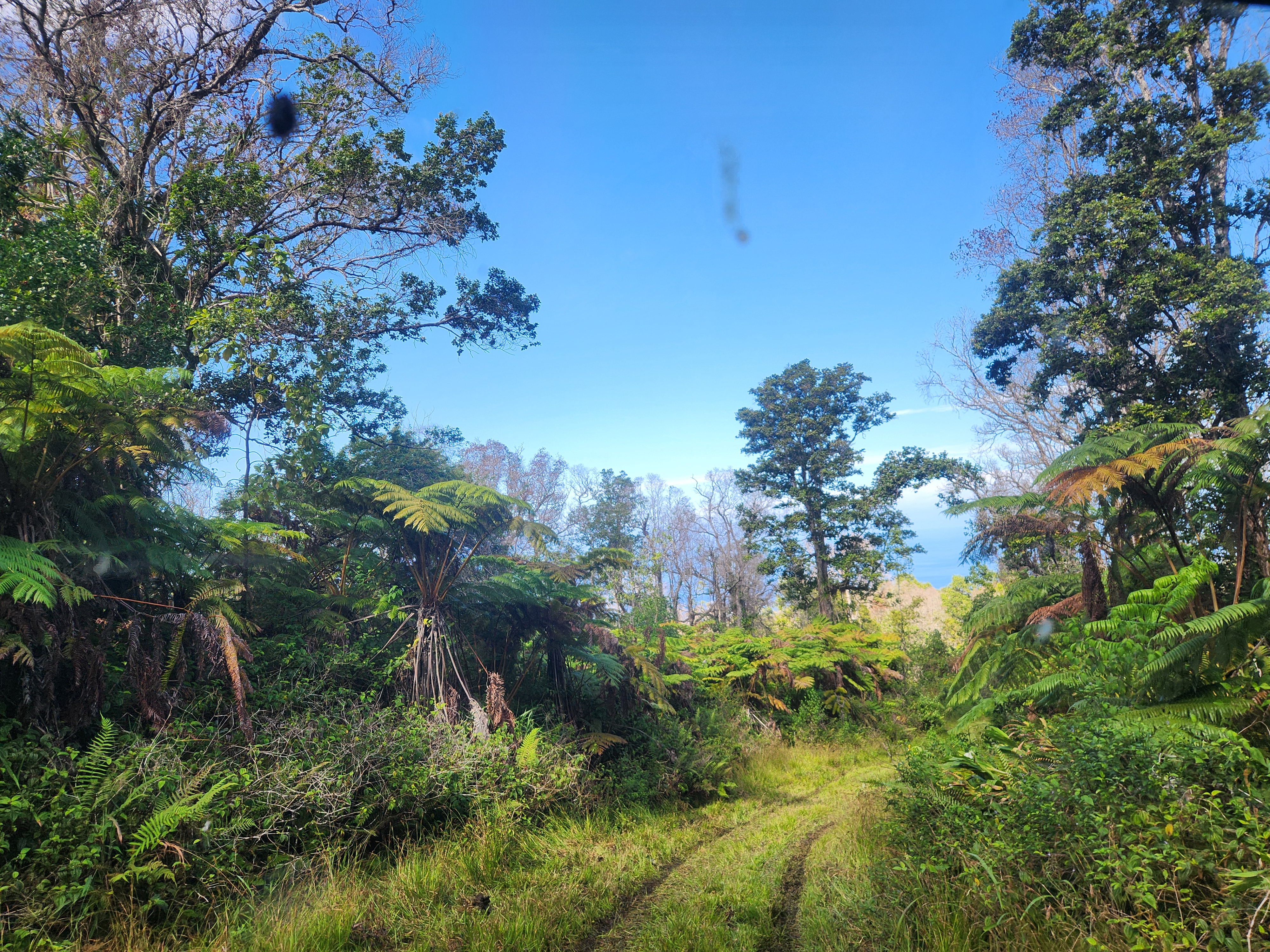 Mamalahoa Highway Captain Cook, HI 96704 - Photo 18 of 19 a view of a garden