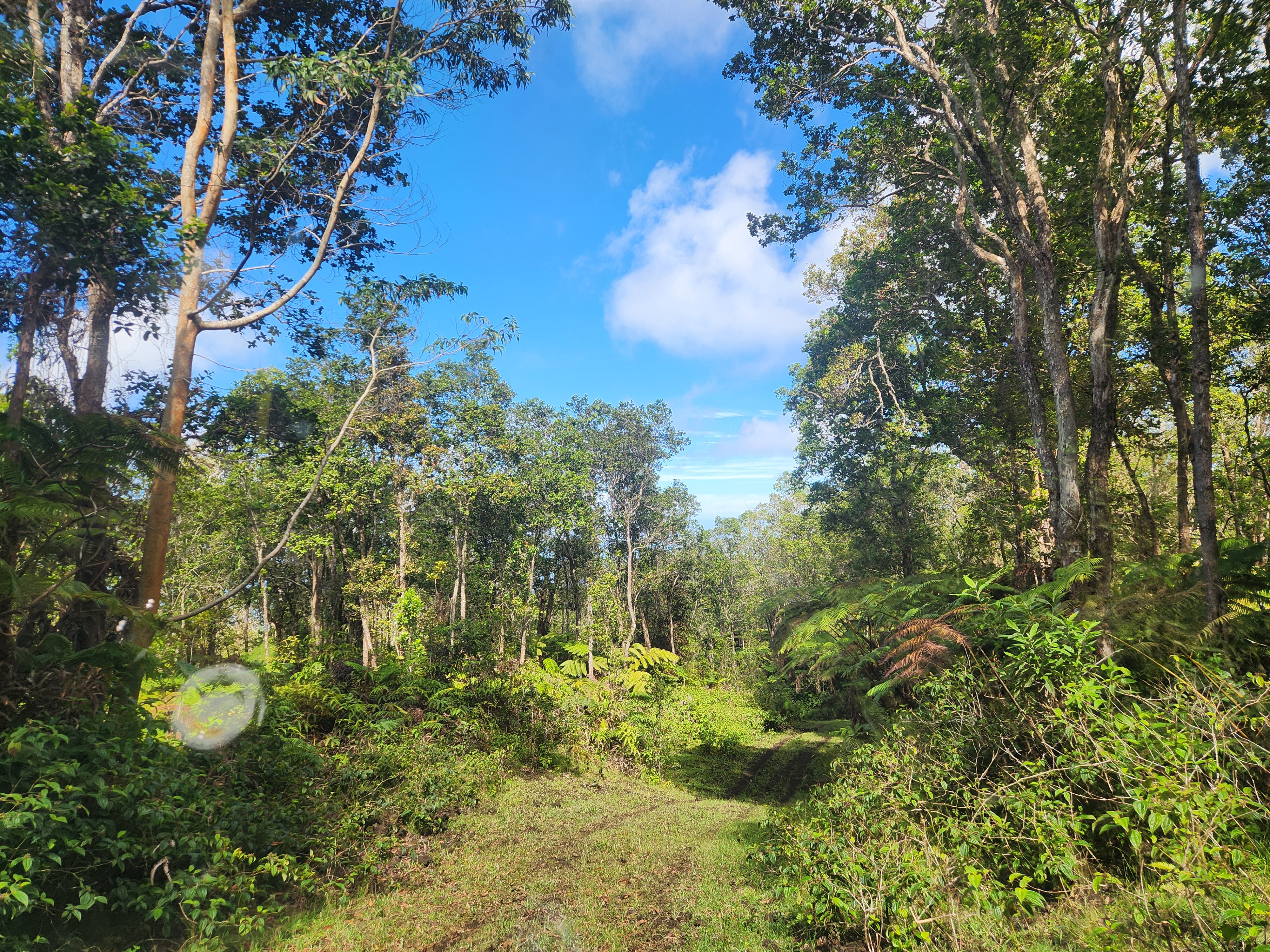 Mamalahoa Highway Captain Cook, HI 96704 - Photo 2 of 19 a view of a yard with plants