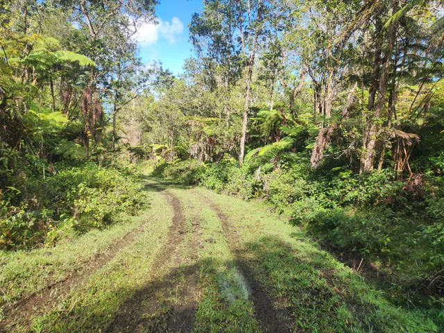 a view of a yard with a tree