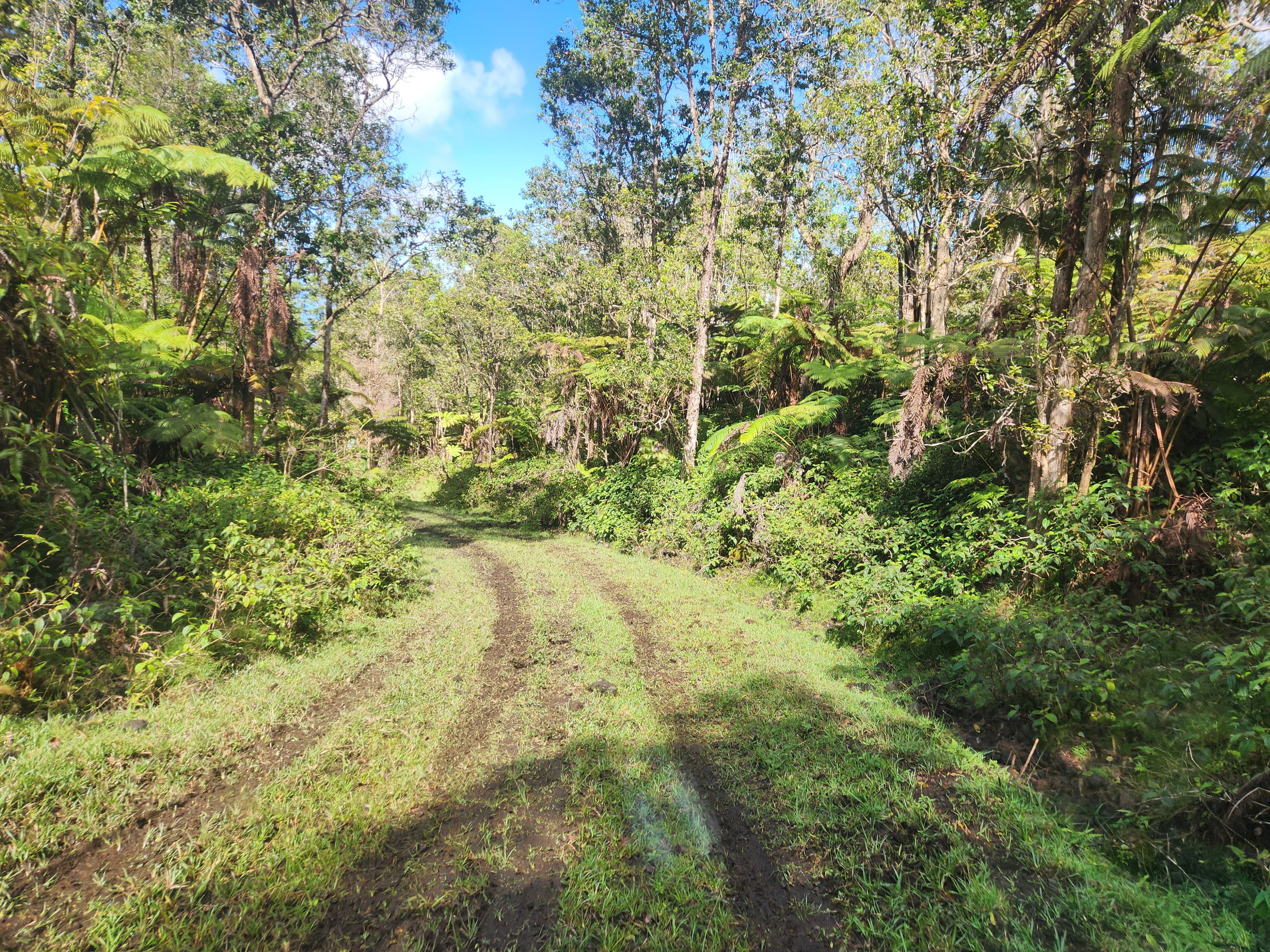 Mamalahoa Highway Captain Cook, HI 96704 - Photo 3 of 19 a view of a yard with a tree