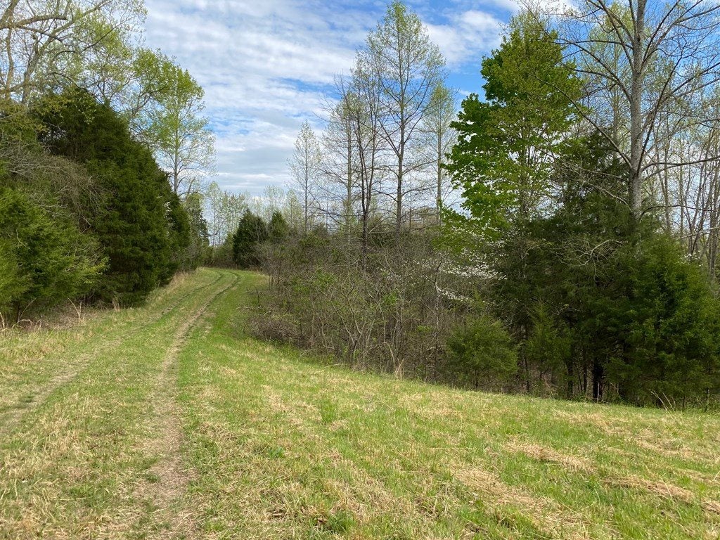50-ac 50-ac Anderson Road Breeding, KY 42715 - Photo 14 of 24 Gallery Image 14