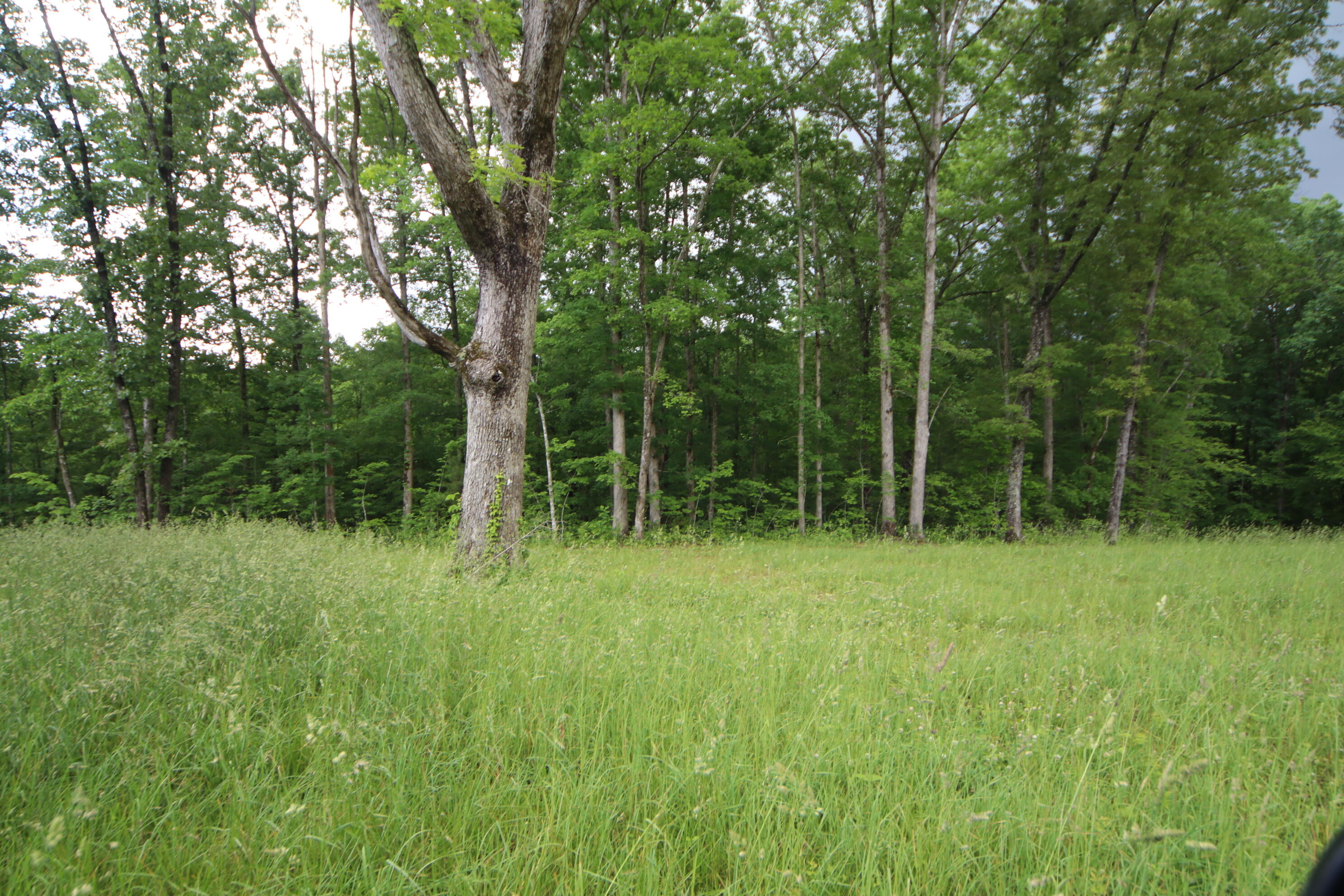 Louvaine Road Jamestown, TN 38556 - Photo 2 of 4 IMG_9023