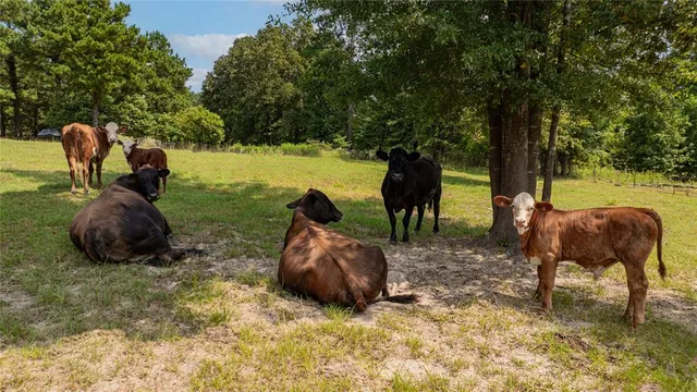 $870,000 | 10660 State Highway 154 East, Diana, TX 75640