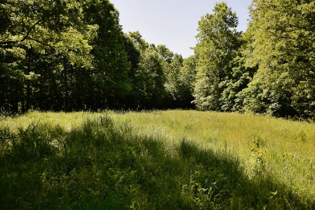 0 Rocky Point Road Stewart, TN 37175 - Photo 3 of 10 Gallery Image 3