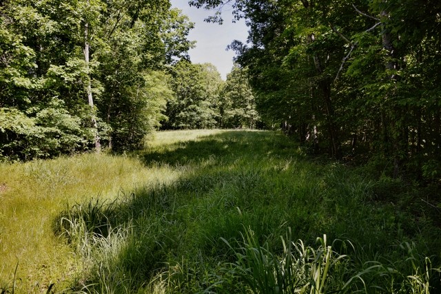 0 Rocky Point Road Stewart, TN 37175 - Photo 5 of 10 Gallery Image 5