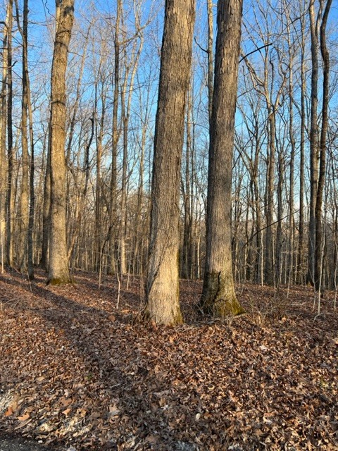 0 Rocky Point Road Stewart, TN 37175 - Photo 8 of 10 Gallery Image 8