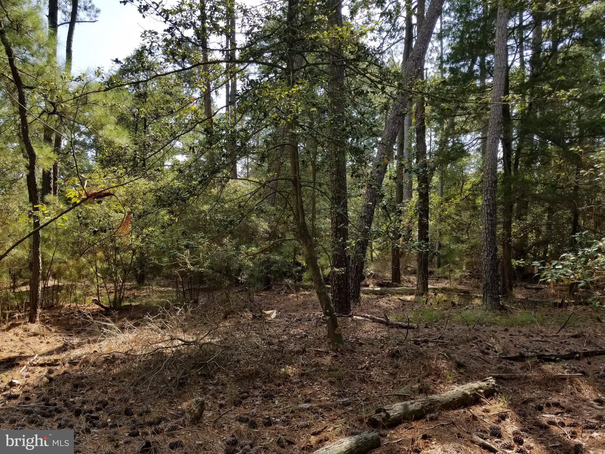 Bishops Head Road Toddville, MD 21672 - Photo 6 of 18 a view of outdoor space and trees