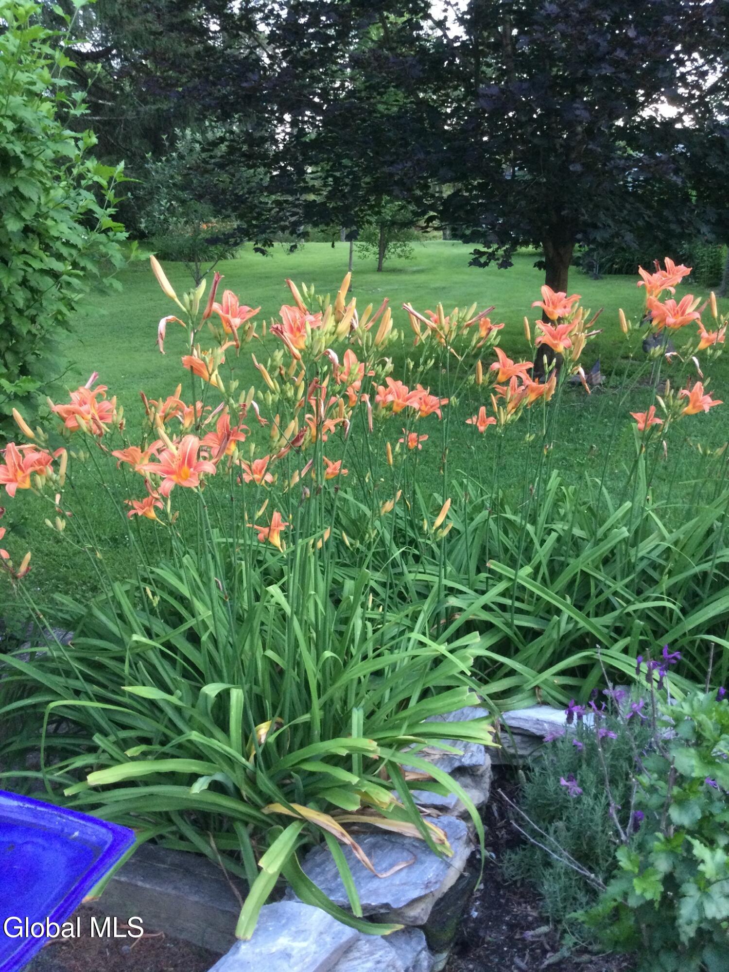 118 Old Shaker Road New Lebanon, NY 12125 - Photo 7 of 37 Carol's lillies