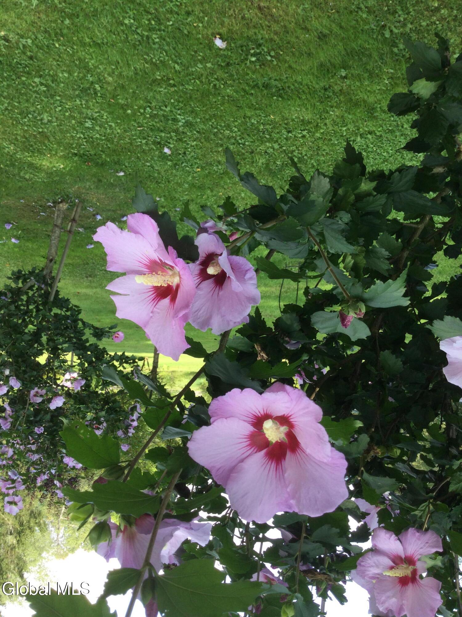 118 Old Shaker Road New Lebanon, NY 12125 - Photo 8 of 37 Carol's rose of sharon