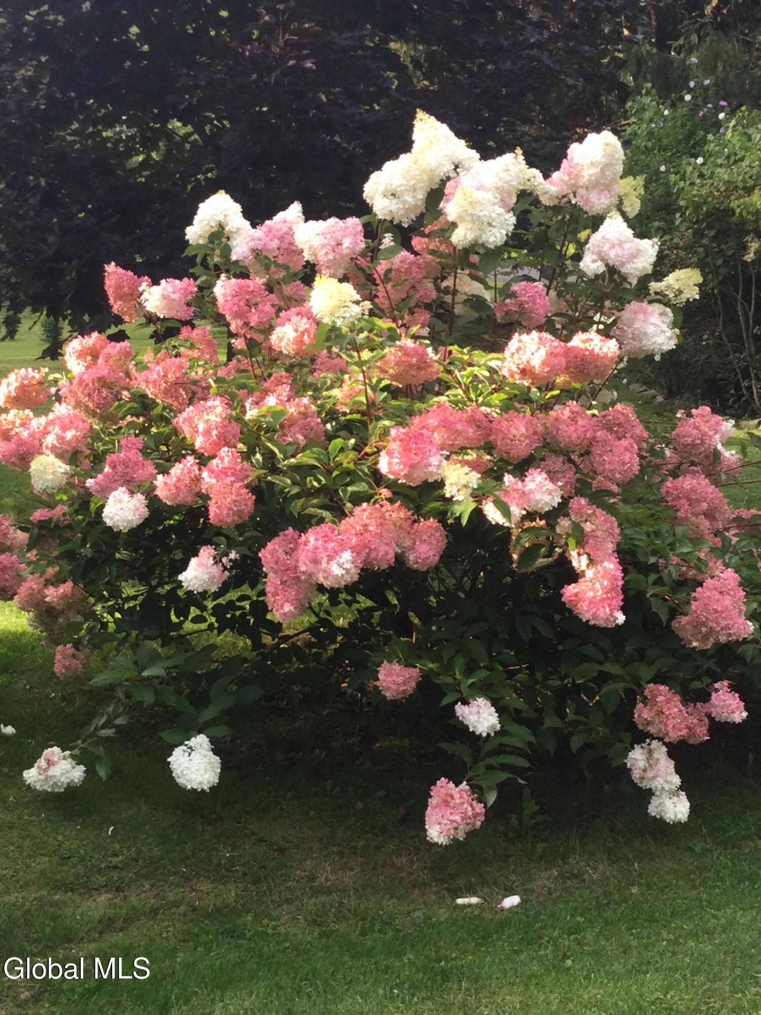 118 Old Shaker Road New Lebanon, NY 12125 - Photo 9 of 37 Carol hydrangas