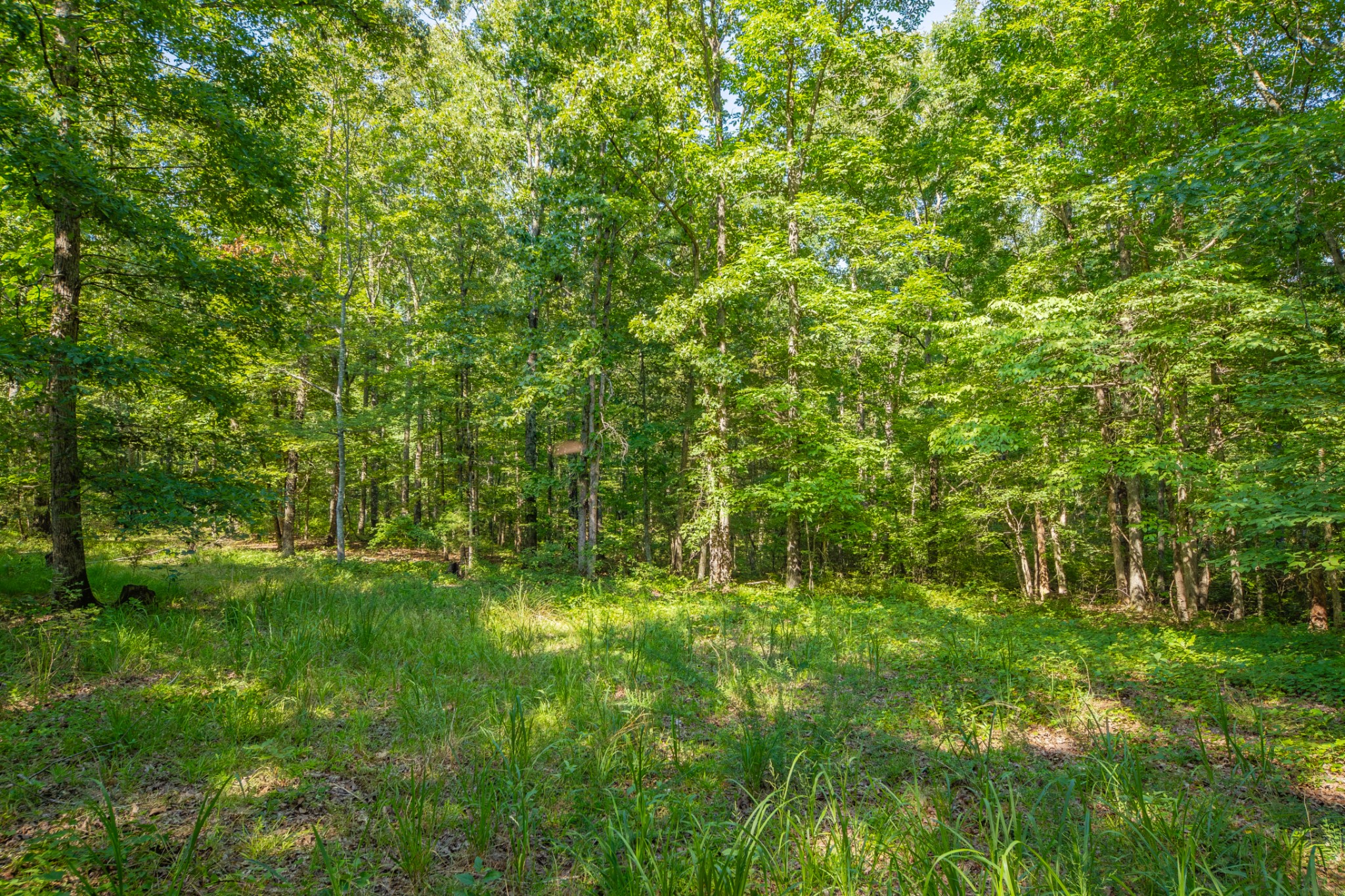 0 Pinewood Road Nunnelly, TN 37137 - Photo 25 of 64 Gallery Image 25