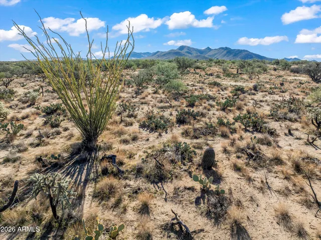 a view of a dry yard with wooden floor