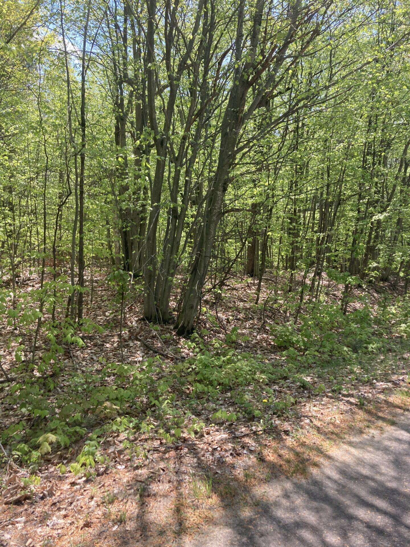0 Davidson Road Dickinson Center, NY 12930 - Photo 6 of 7 Land