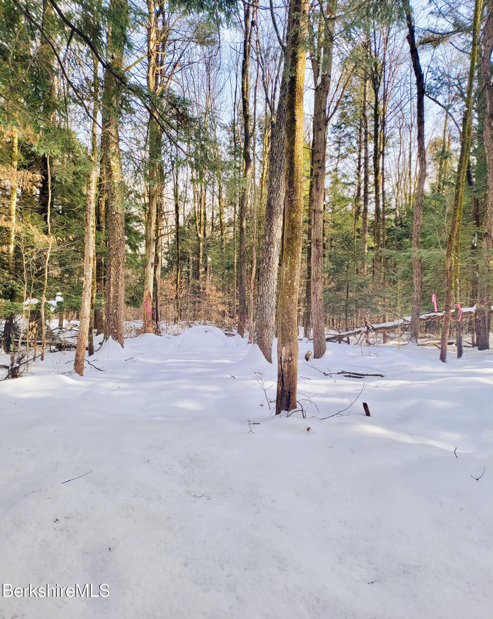 Lot 2 Leland Road Becket, MA 01223 - Photo 15 of 25 Level and open forest