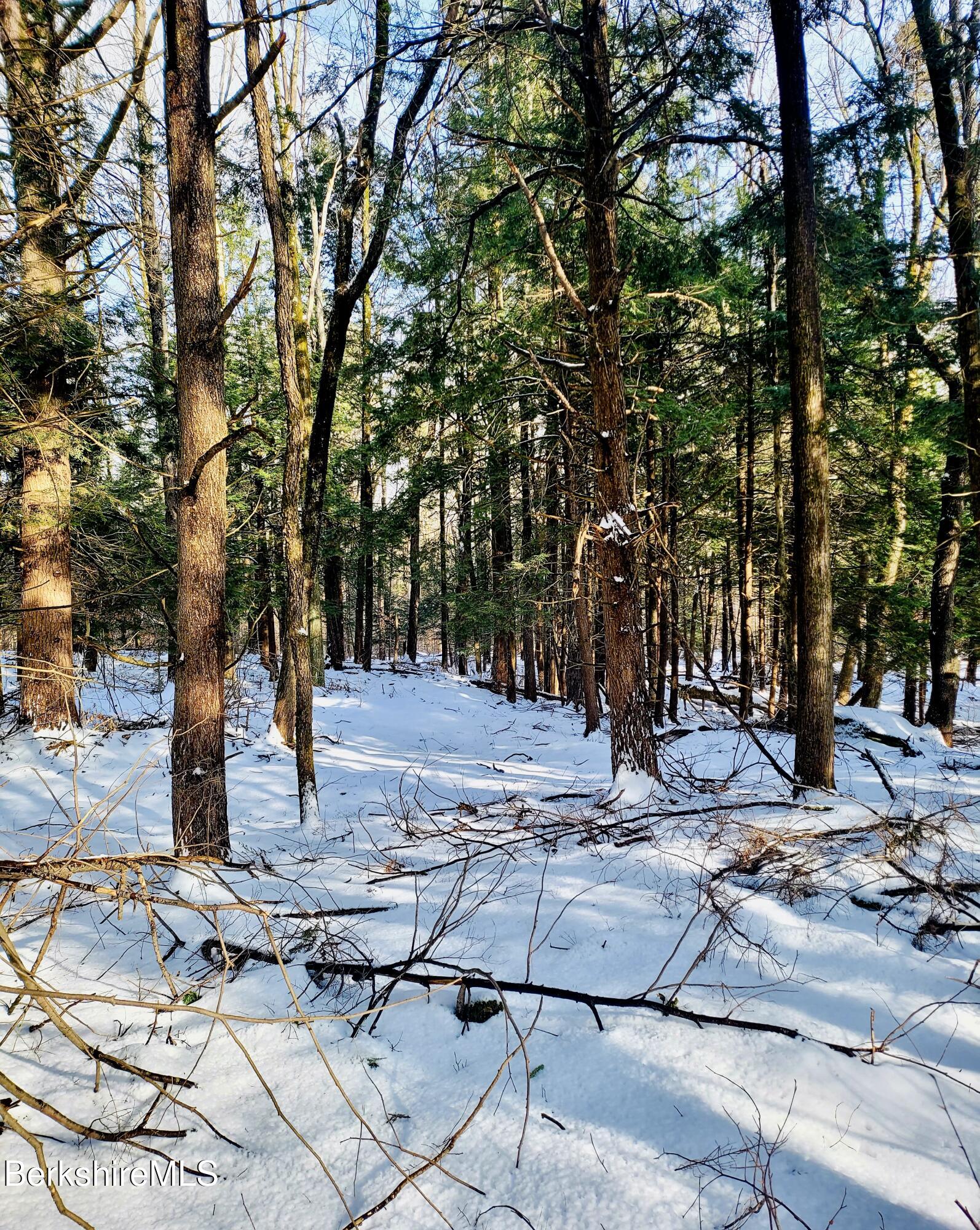 Lot 2 Leland Road Becket, MA 01223 - Photo 24 of 25 Conifers and deciduous trees