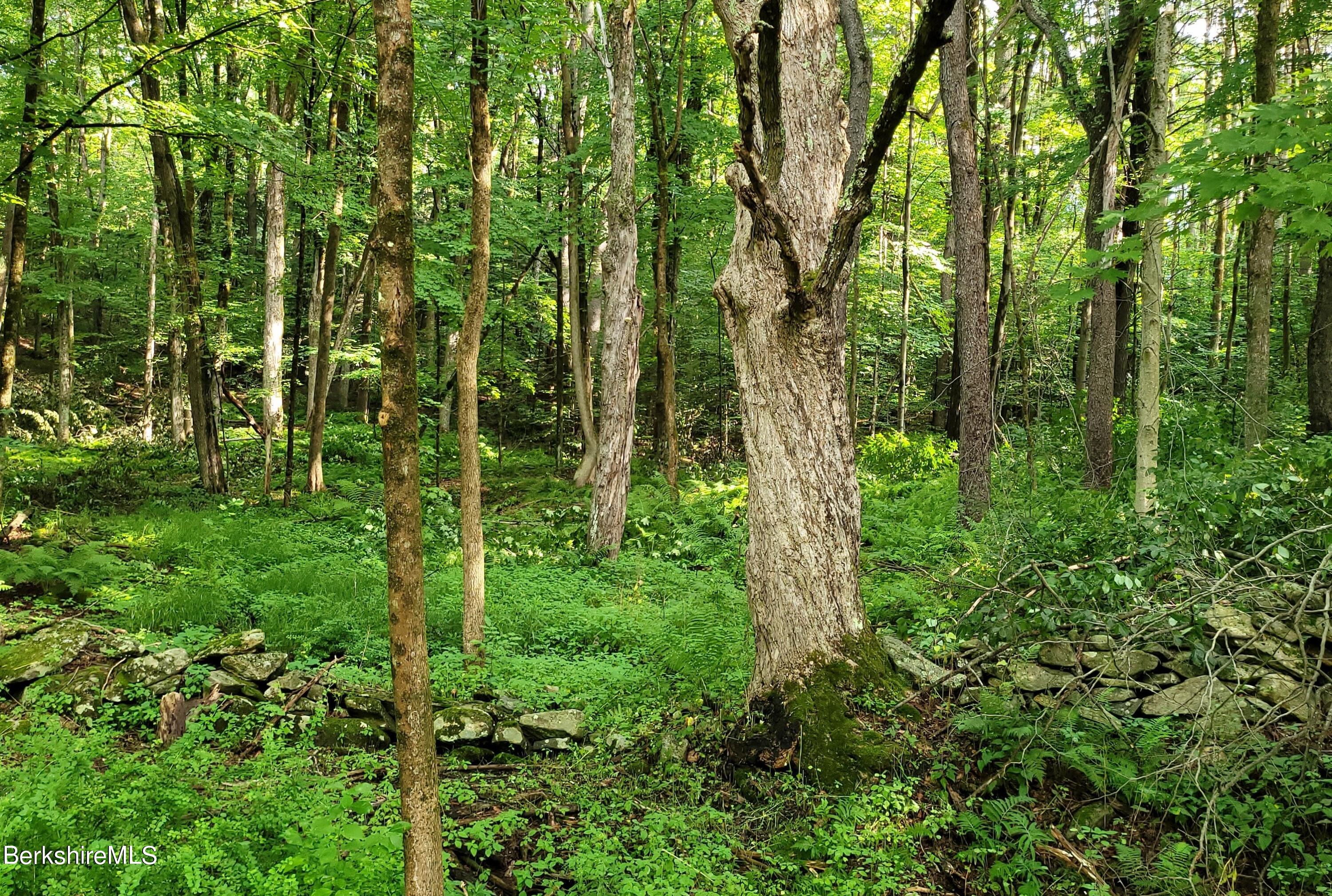 Lot 2 Leland Road Becket, MA 01223 - Photo 5 of 25 Woods, ferns, and stone walls