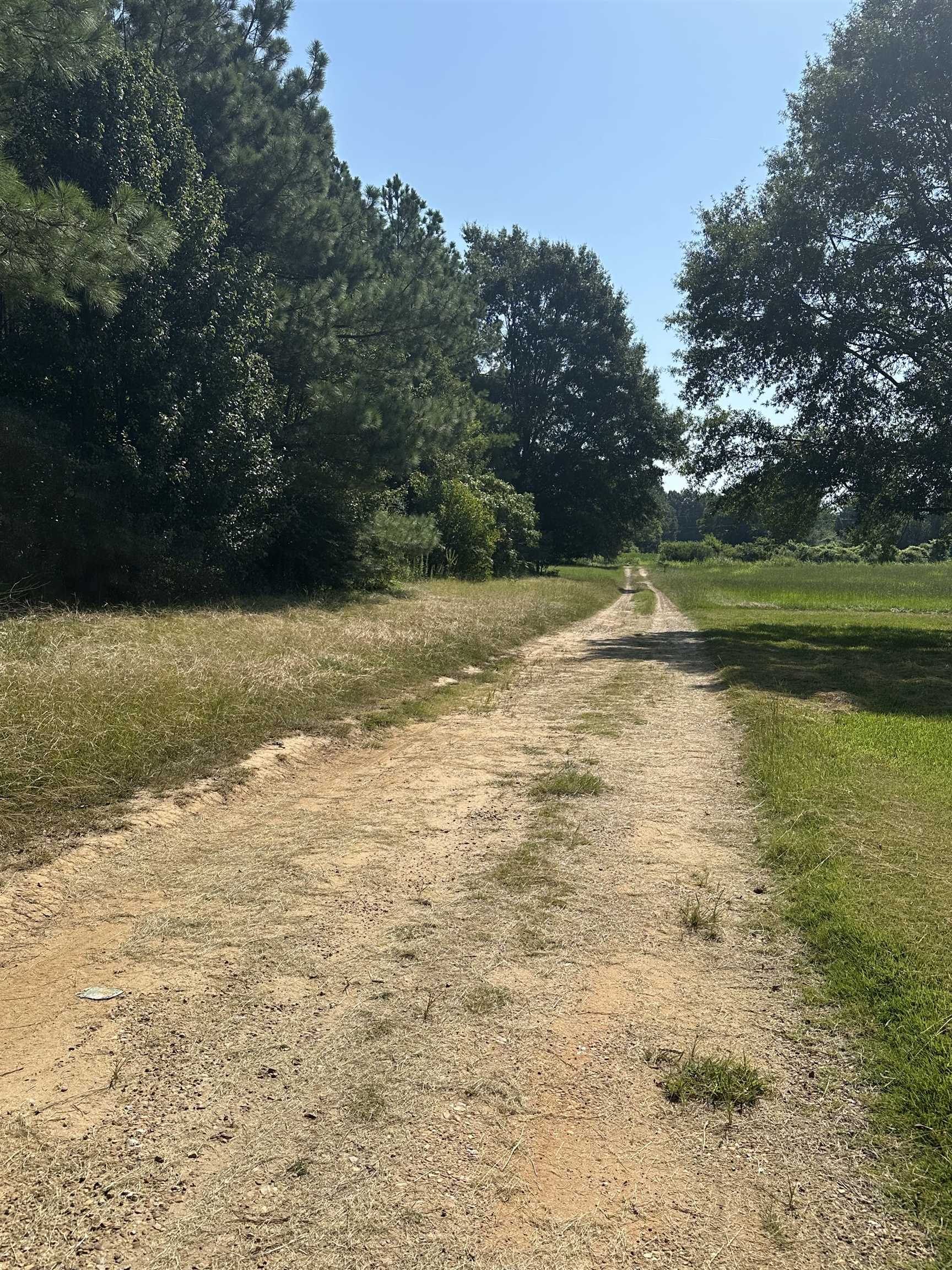 426 Gordon Road Ashland, MS 38603 - Photo 3 of 11 Unpaved pathway flanked by natural grasslands and mature trees
