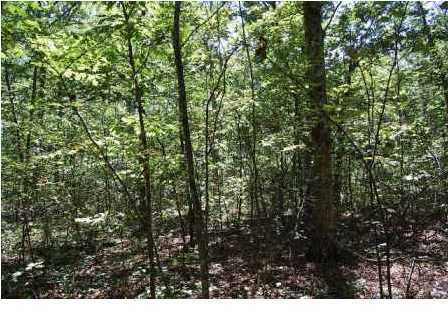 475 Roe Drive Dunlap, TN 37327 - Photo 4 of 5 Additional Photo