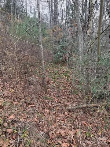 a view of a forest with trees in the background