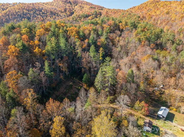 a view of a forest with a tree