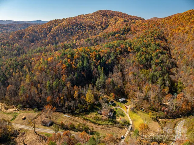 a view of a large tree