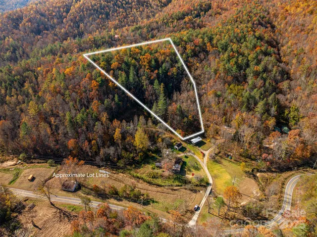 a view of a large tree