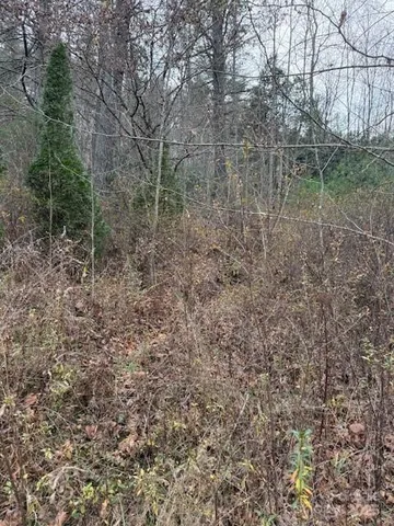 a view of a forest with trees in the background