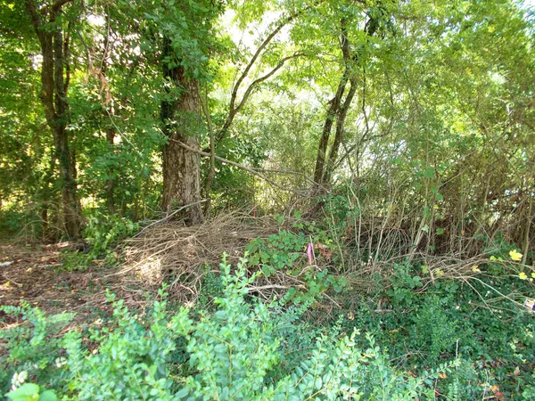 a view of forest