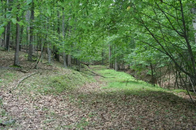 a view of a forest with trees in the background