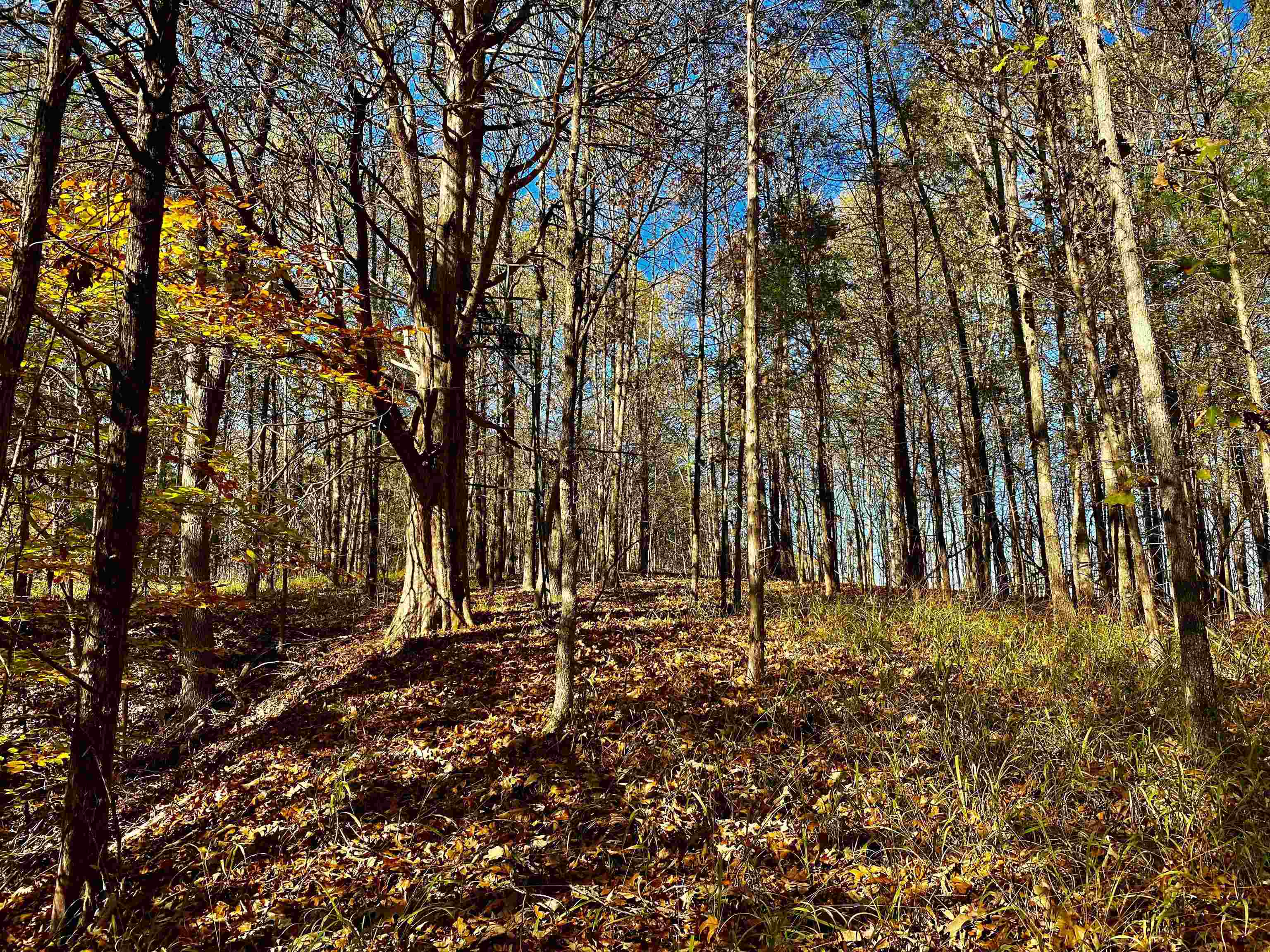2640 Old Jackson Road Somerville, TN 38068 - Photo 16 of 40 a view of outdoor space with trees
