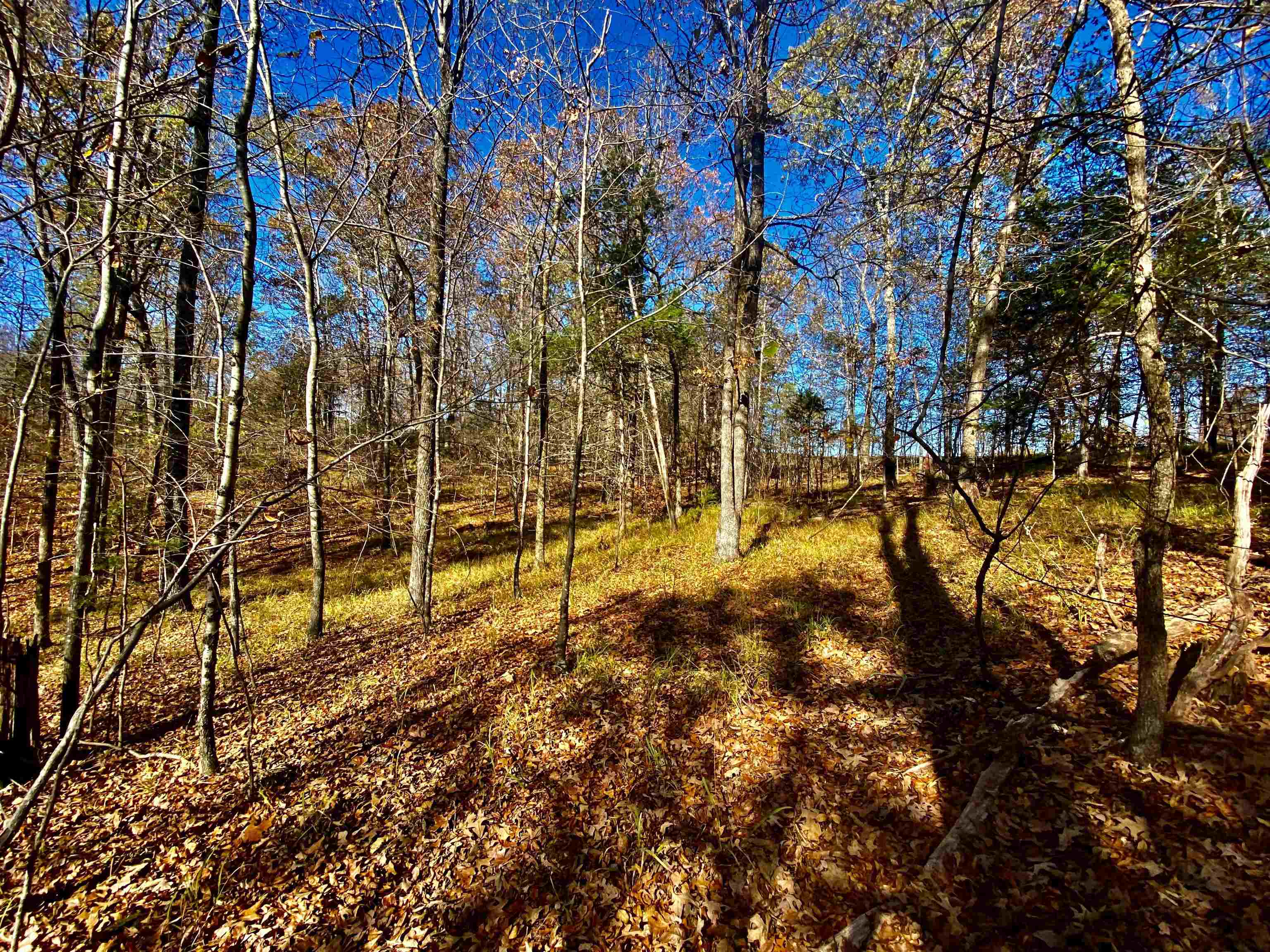 2640 Old Jackson Road Somerville, TN 38068 - Photo 17 of 40 a view of yard