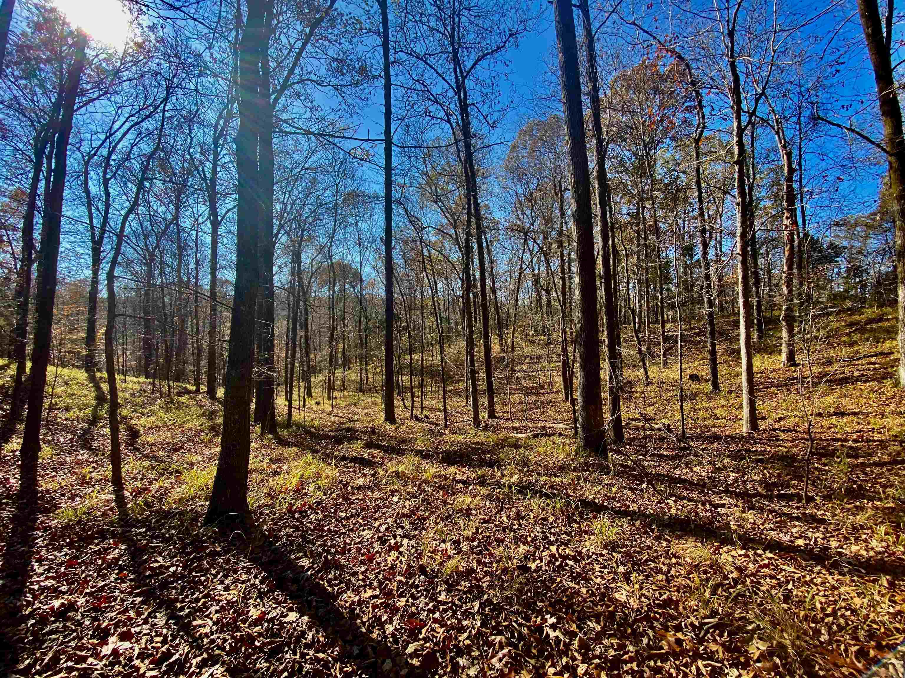 2640 Old Jackson Road Somerville, TN 38068 - Photo 18 of 40 a backyard of a house with lots of green space