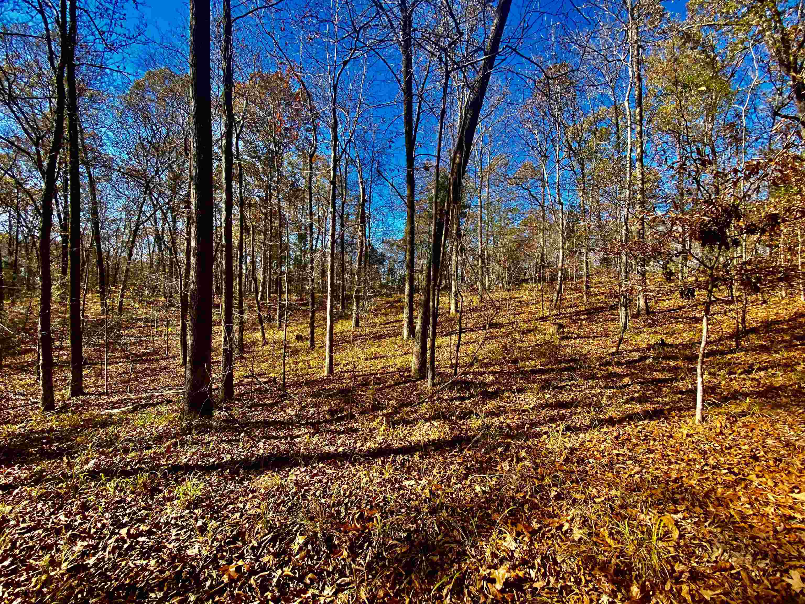 2640 Old Jackson Road Somerville, TN 38068 - Photo 19 of 40 a view of a backyard of the house