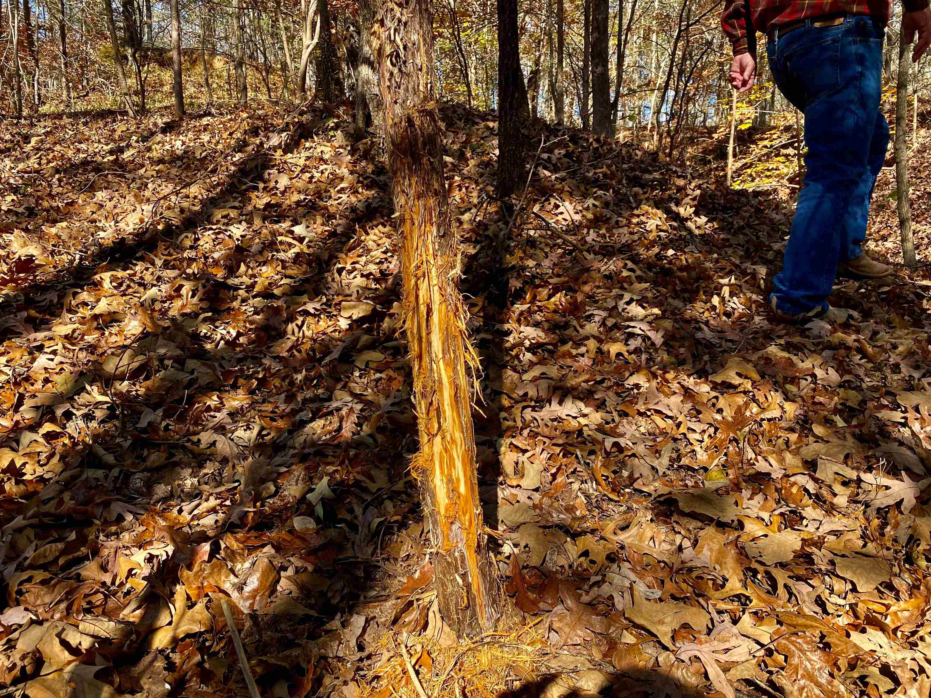 2640 Old Jackson Road Somerville, TN 38068 - Photo 20 of 40 a view of tree