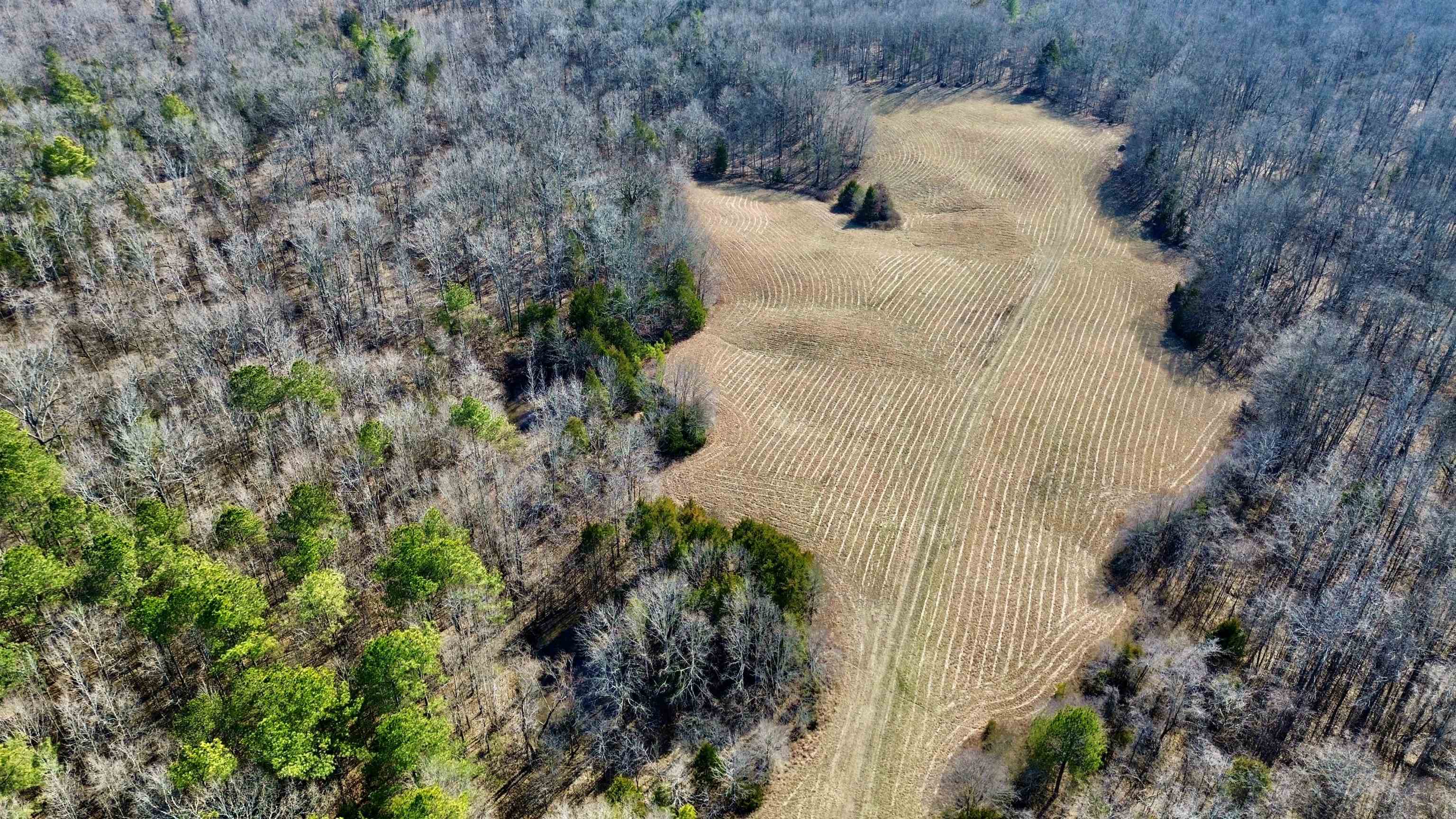 2640 Old Jackson Road Somerville, TN 38068 - Photo 33 of 40 a view of a yard in a forest