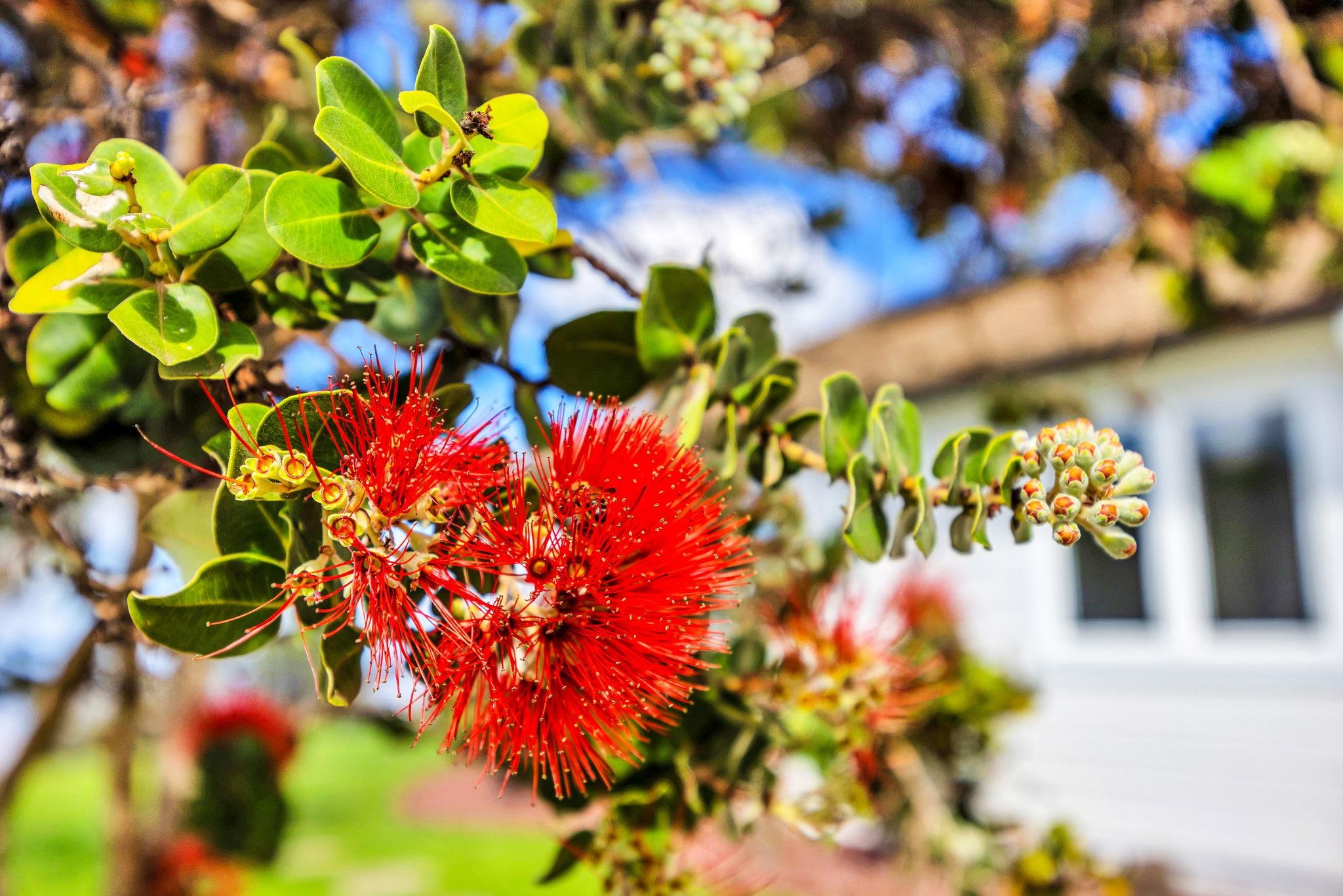 7733 Kula Highway Kula, HI 96790 - Photo 20 of 43 a view of a flowers