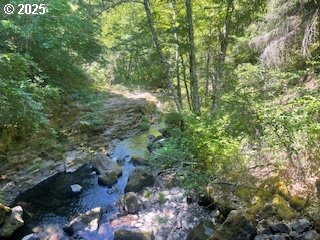 a view of a forest with a tree